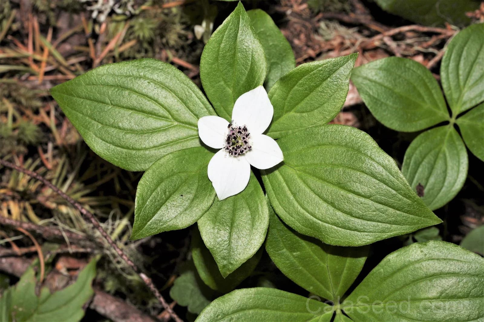 Western Bunchberry 'Alaskan Dogwood' Seeds — Edible Red Berry Groundcover - View 4