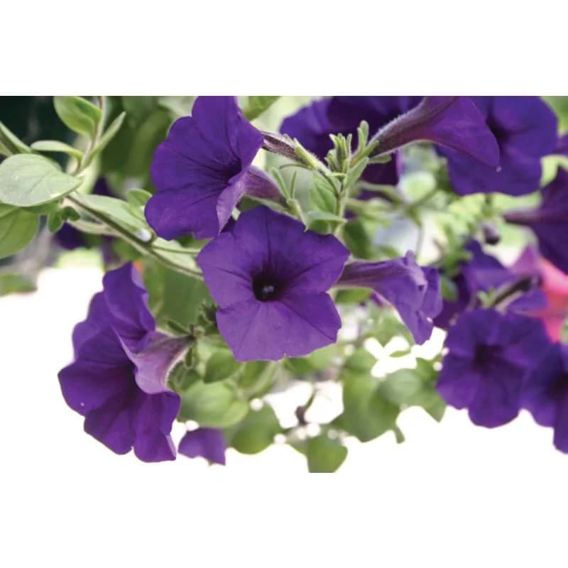 Blue Wave Petunia Seeds — Cascading Blue Blooms - Alt