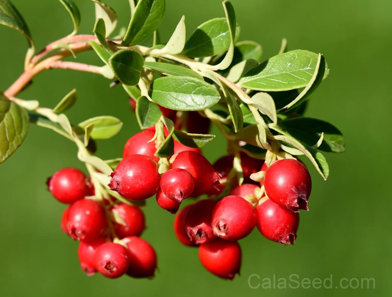 American Cranberry 'Vaccinium Macrocarpon' Seeds — Perennial Red Fruit Bush - View 4