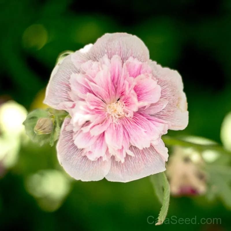 Majorette Mix Hollyhock Seeds — Vibrant Cottage Garden Bloom - Alt