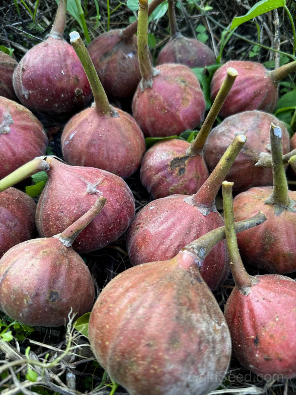 Fig 'Purple' Seeds — Sweet Ornamental Fruit - View 5