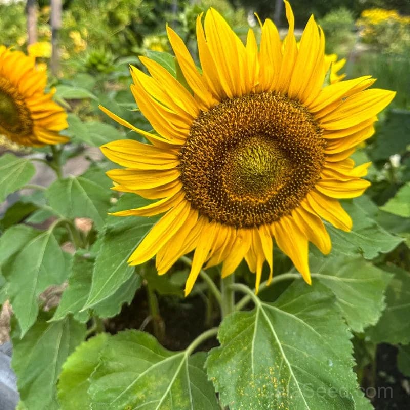 Sunspot Sunflower Seeds — Bright Dwarf Bloom - View 3