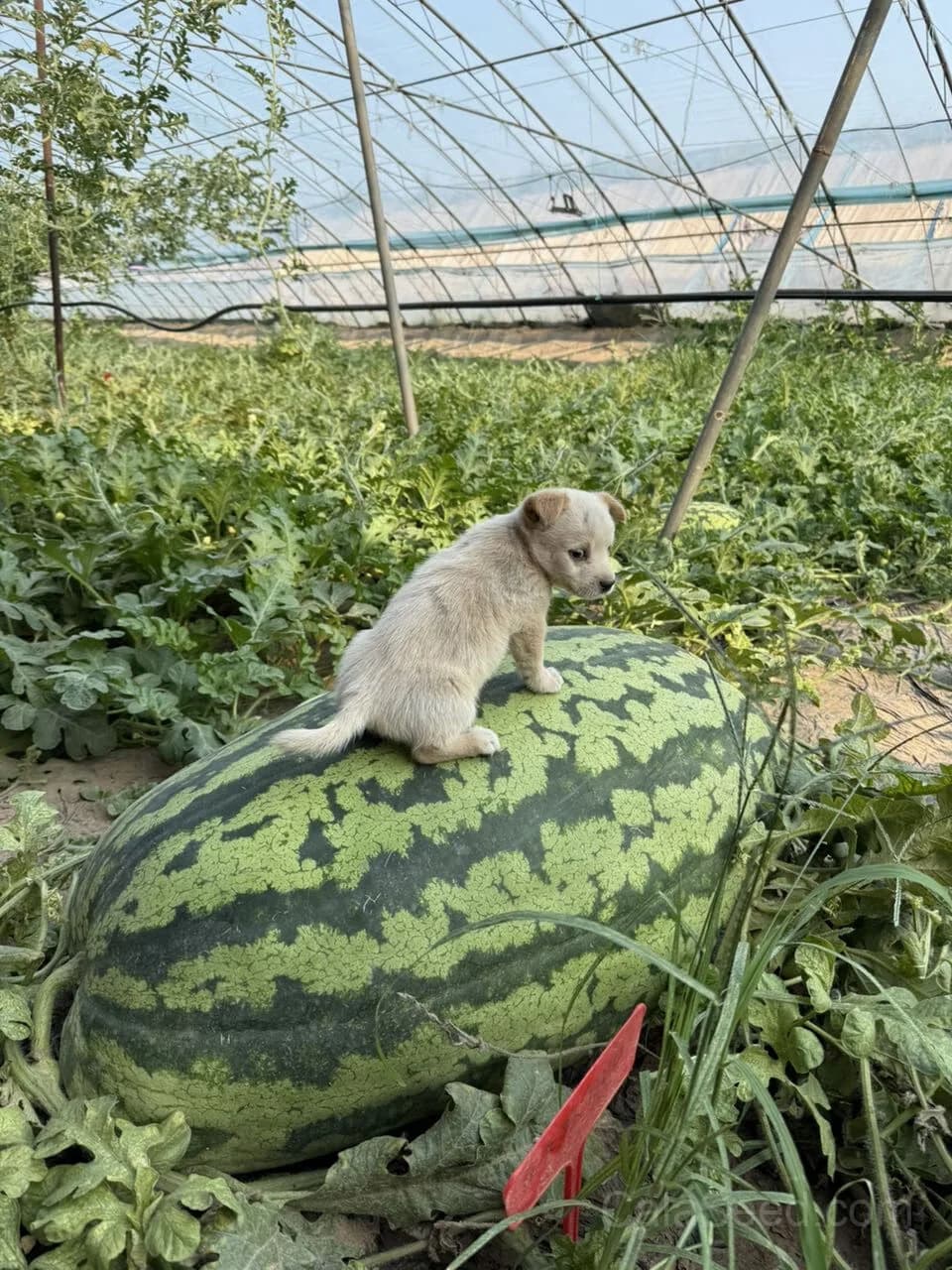 Florida Giant Watermelon Seeds — Cannon Ball Black Diamond Fruit - View 5