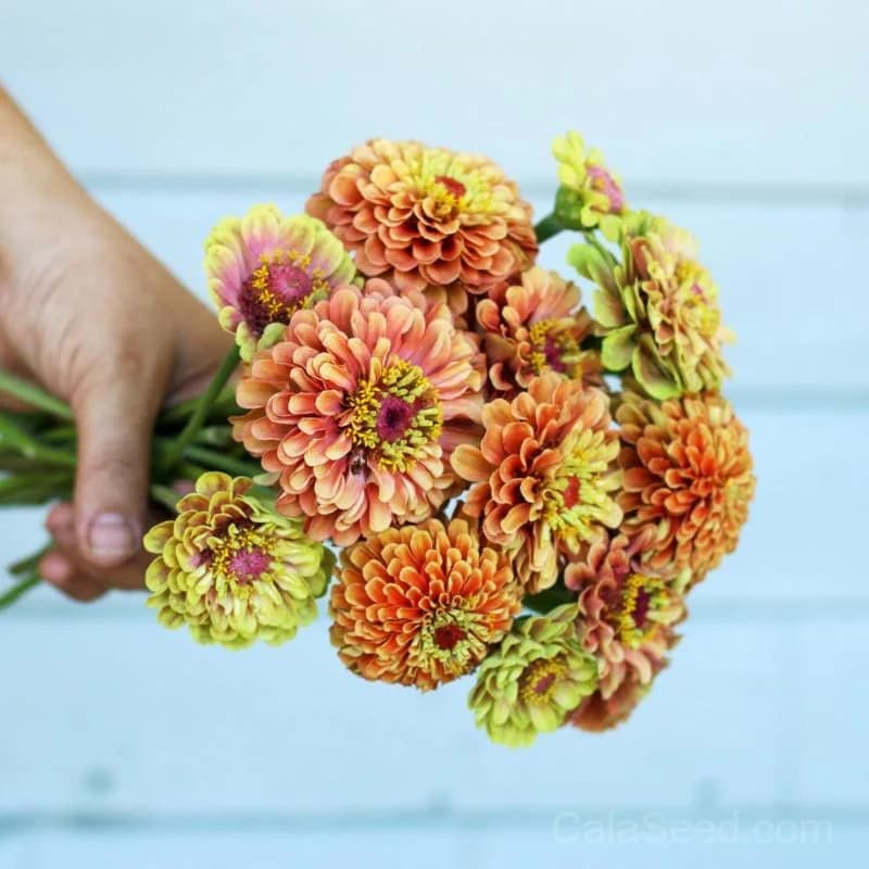Queeny Lime Orange Zinnia Seeds — Vibrant Two-Tone Blooms - Main