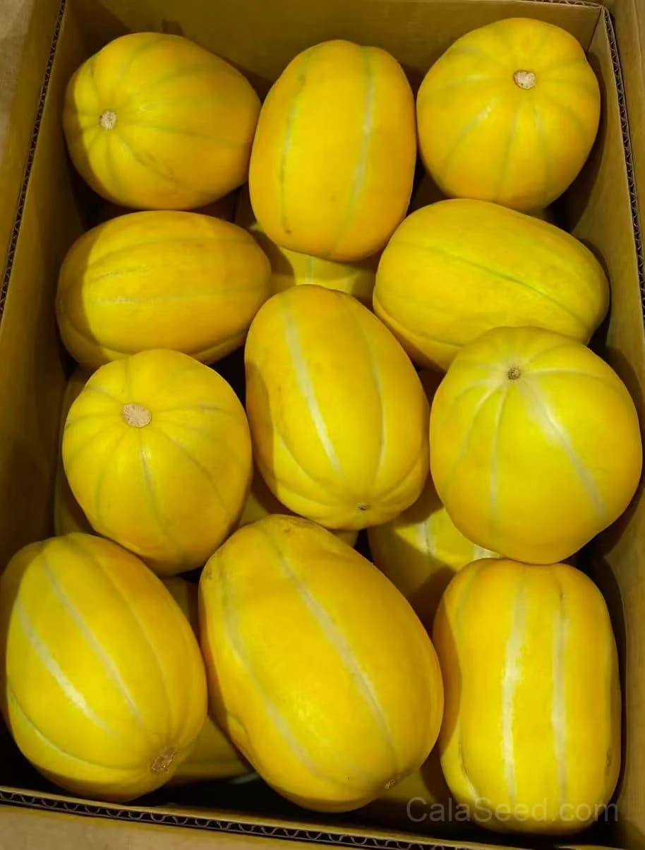 SuperBall Melon Seeds — Sweet Snack-Sized Fruit - View 4