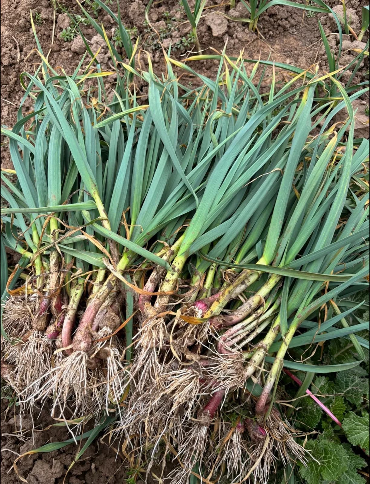 'Geisha' Garlic Bulbs — Rare Japanese Heirloom Variety - View 5