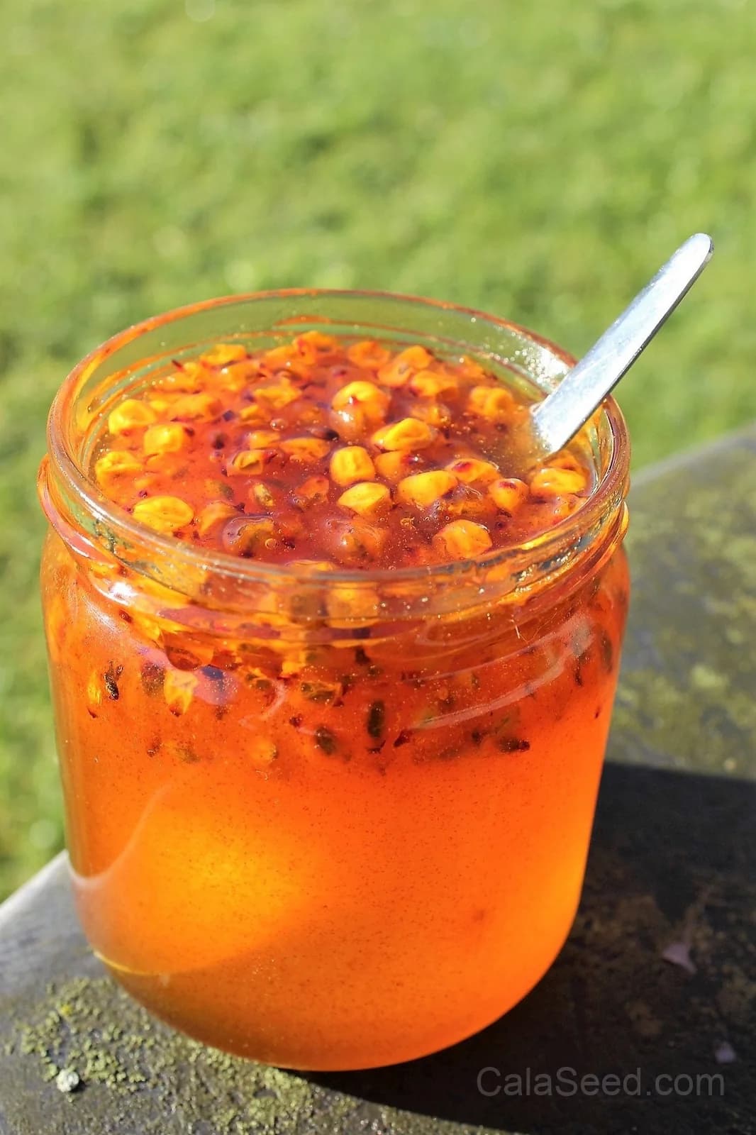 Sea Buckthorn 'Hippophae Rhamnoides' Seeds — Orange Berry Fruit Shrub - View 6