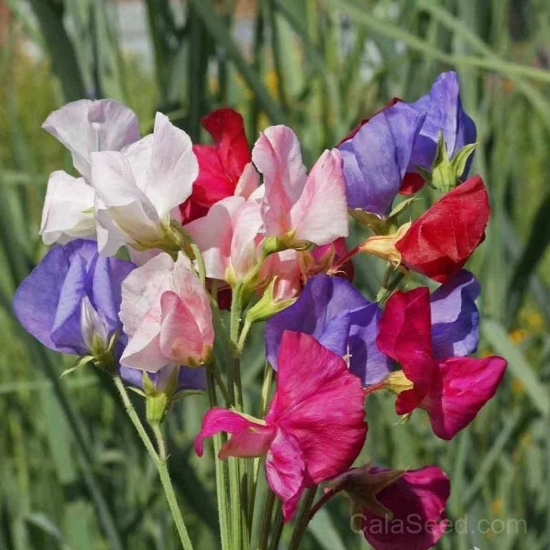Mammoth Mix Sweet Pea Seeds — Fragrant Climbing Annual - Alt