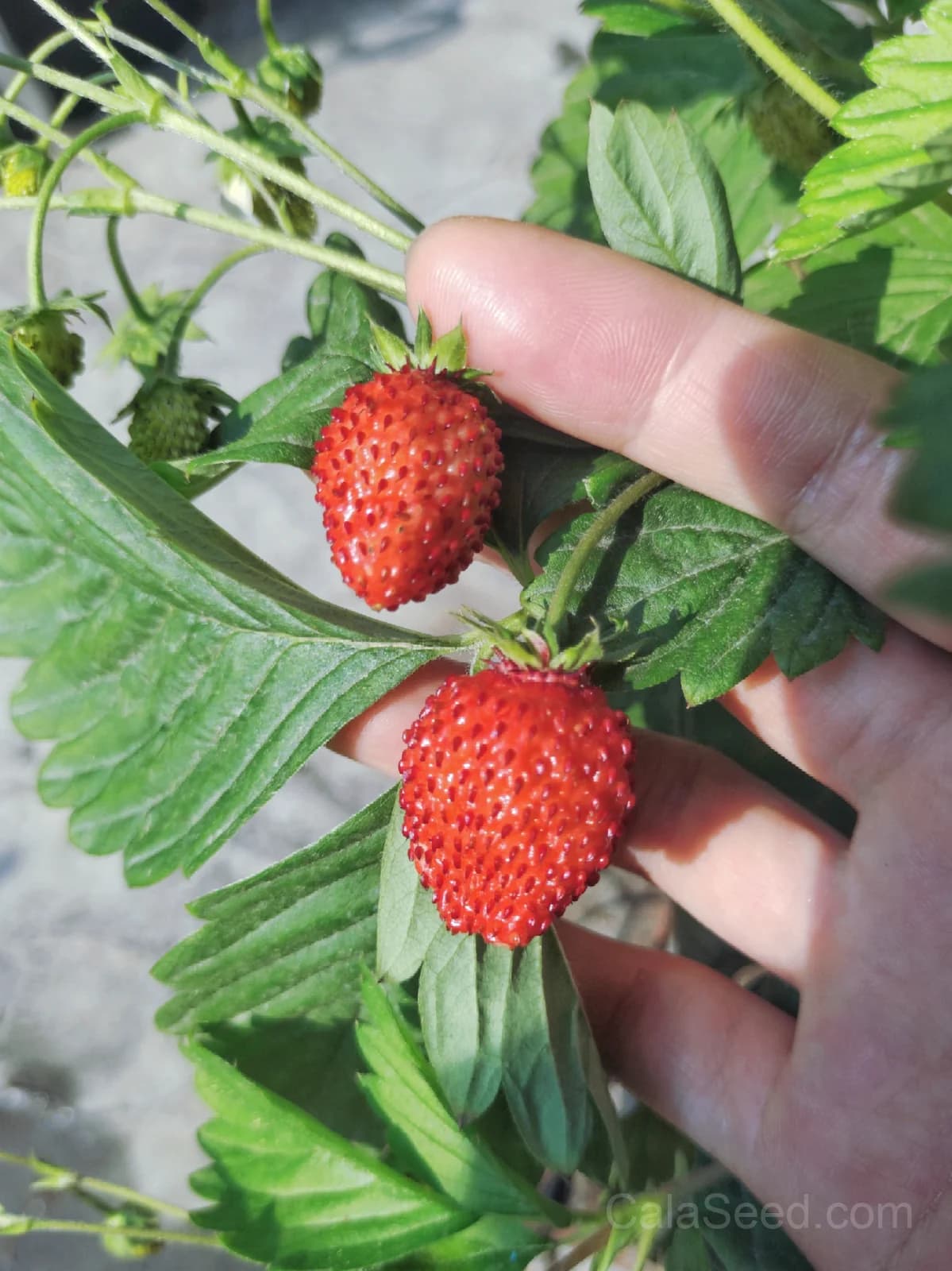 Strawberry 'Alexandria' Alpine Seeds — Sweet Perennial Fruit - Alt