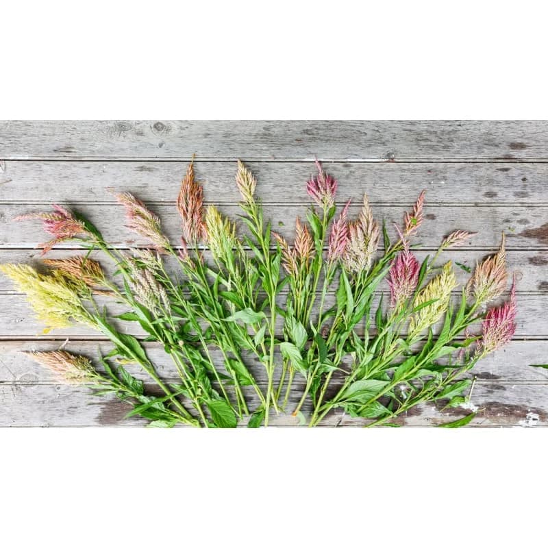 Shimmer Celosia Seeds — Iridescent Plume Blooms - View 6