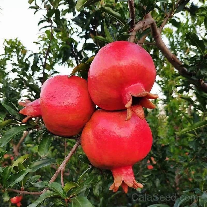Pomegranate Seeds — Antioxidant-Rich Superfruit - Main
