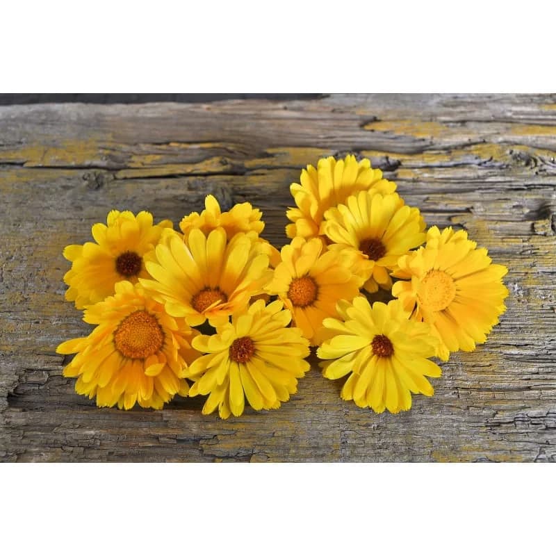 Calendula 'Resina' Seeds — Organic Herbal Flower - View 4