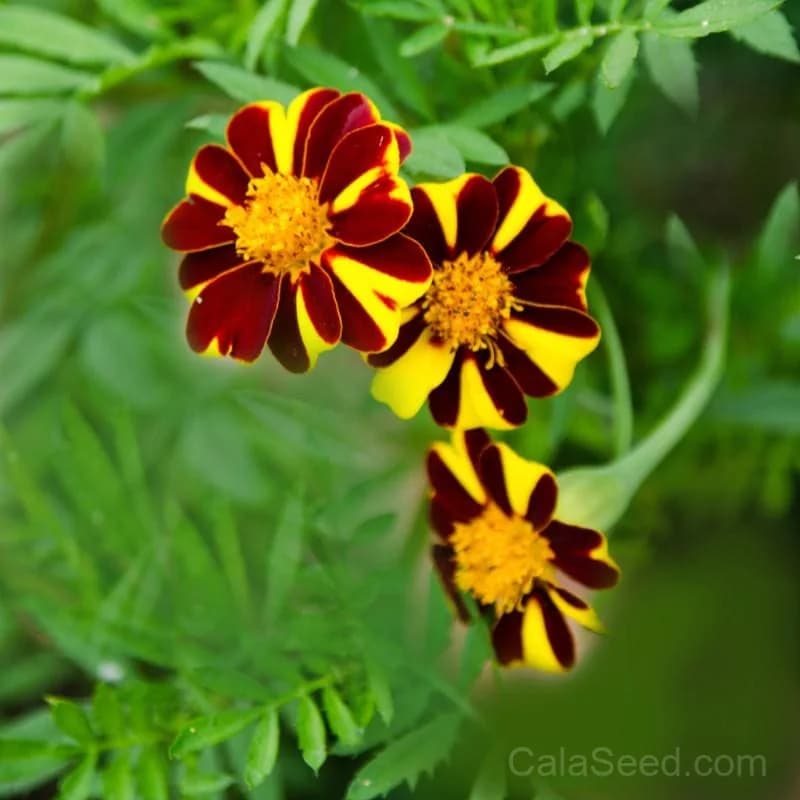 Marigold 'Mr Majestic' Seeds — Large Golden Blooms - Main