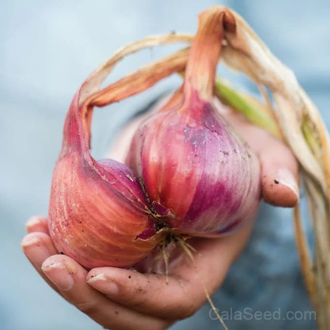 Ambition Shallot Seeds — High-Yielding Gourmet Bulb - Alt