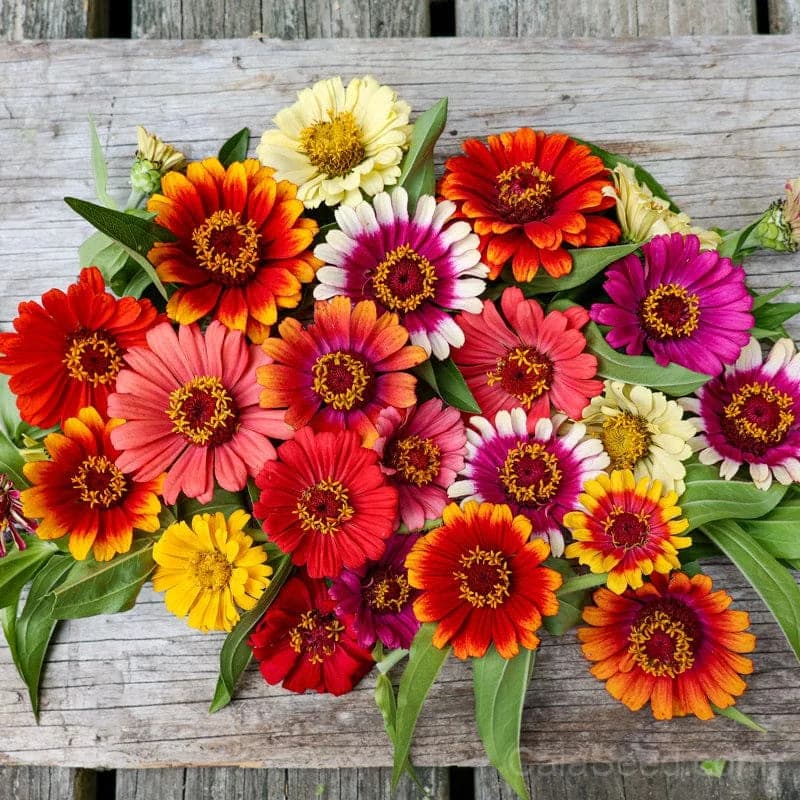 Carousel Mix Zinnia Seeds — Vibrant Multicolor Flower Blend - View 1