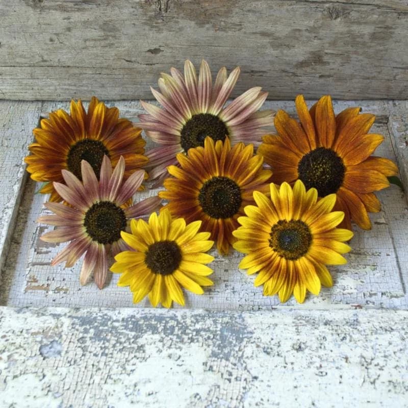 Autumn Beauty Sunflower Seeds — Vibrant Multi-Colored Blooms - Main
