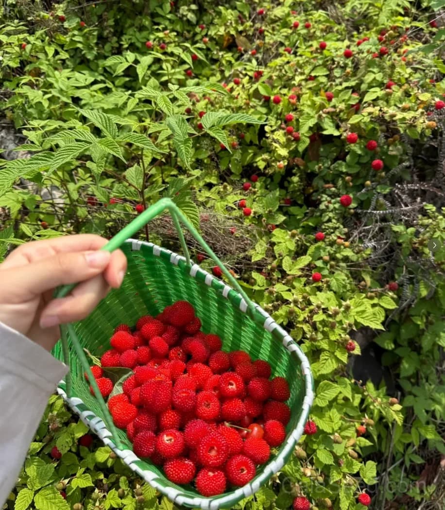 Wild Strawberry 'Vesca' Seeds — Tiny Alpine Fruit - View 1