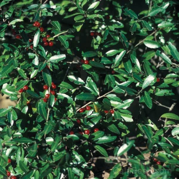 Yaupon Holly Seeds — Native Caffeine-Rich Evergreen - Main