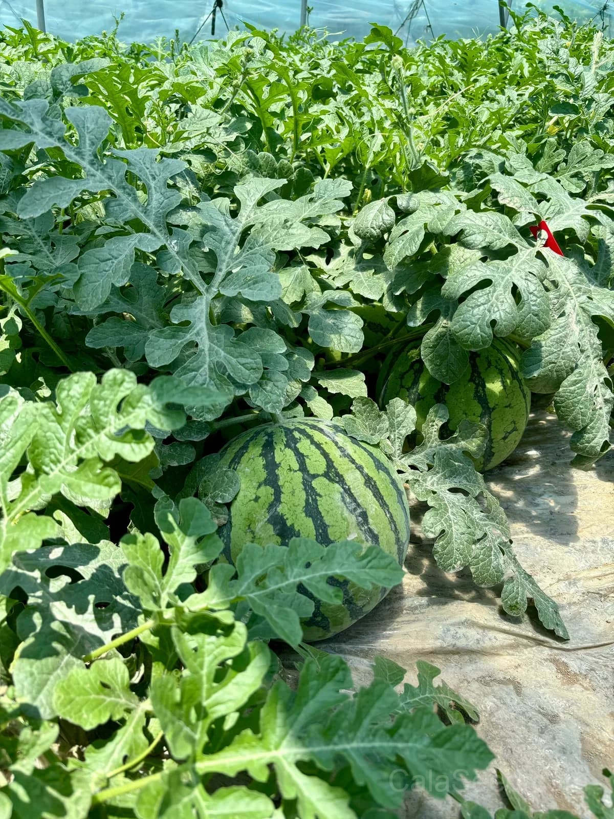 Seedless Watermelon Seeds — Sweet Seedless Summer Fruit - View 4