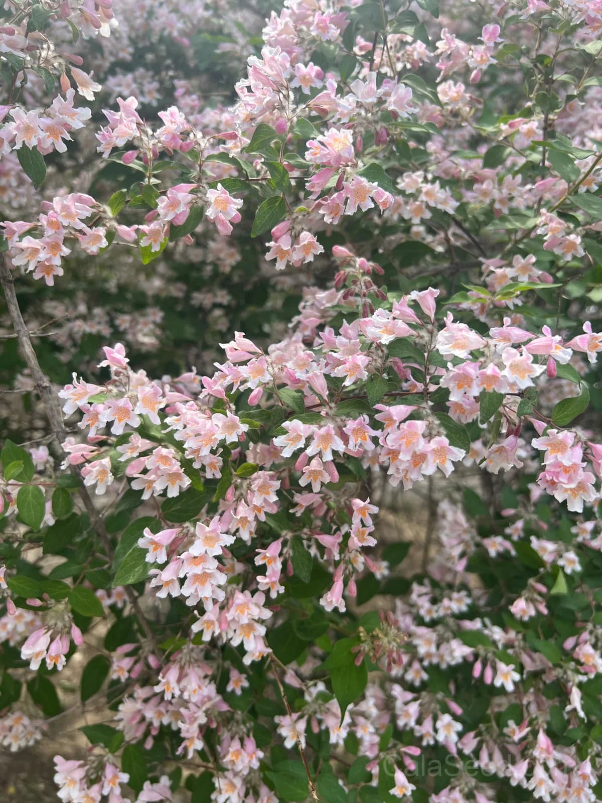 Beauty Bush 'Kolkwitzia Amabilis' Seeds — Pink & White Flowering Shrub - View 6
