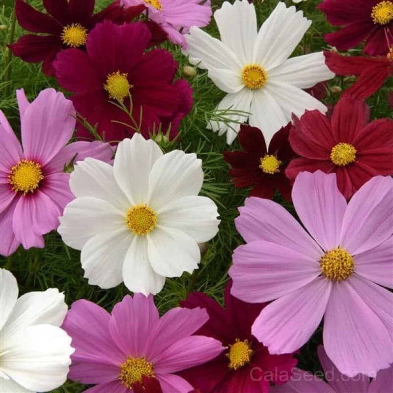 Sonata Dwarf Mix Cosmos Seeds — Compact Multicolor Blooms - Main