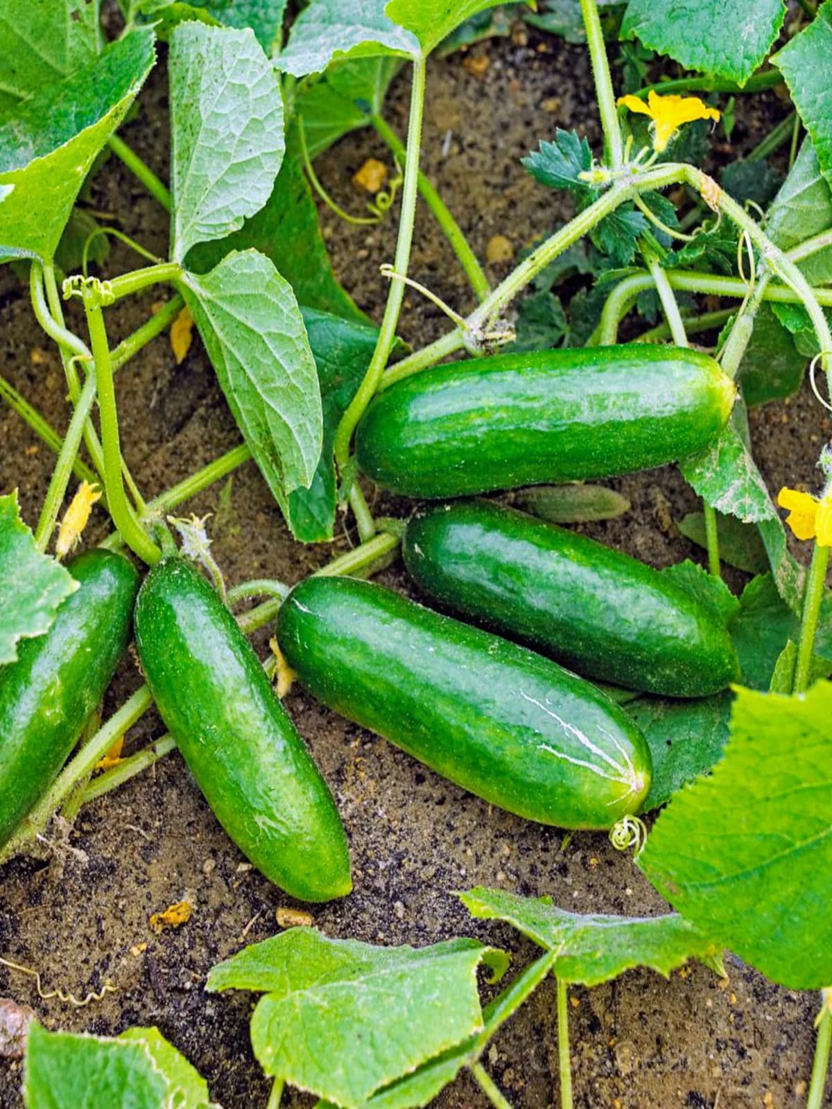 Boston Pickling Cucumber Seeds — Heirloom Gherkin Vegetable - Main