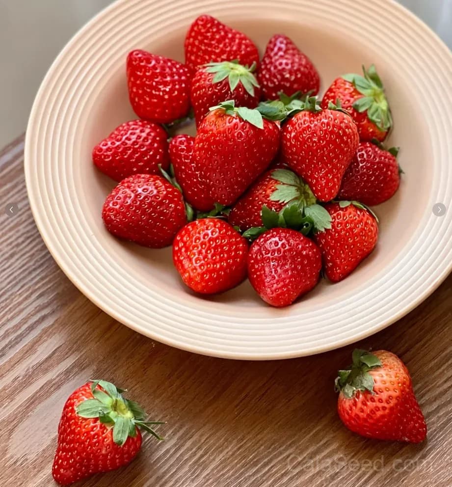Kaorino Strawberry Seeds – Sweet, Fragrant, High Germination & Easy to Grow - Main