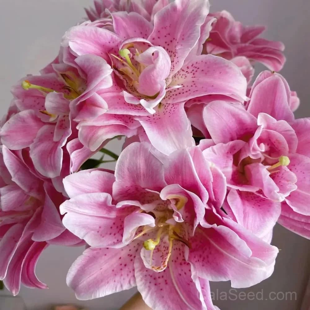 Rare Lily Bulbs — Showy Summer Blooms - View 12