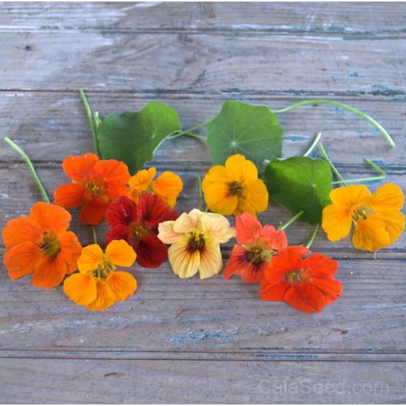 Gleam Mix Nasturtium Seeds — Vibrant Edible Flowers - Alt