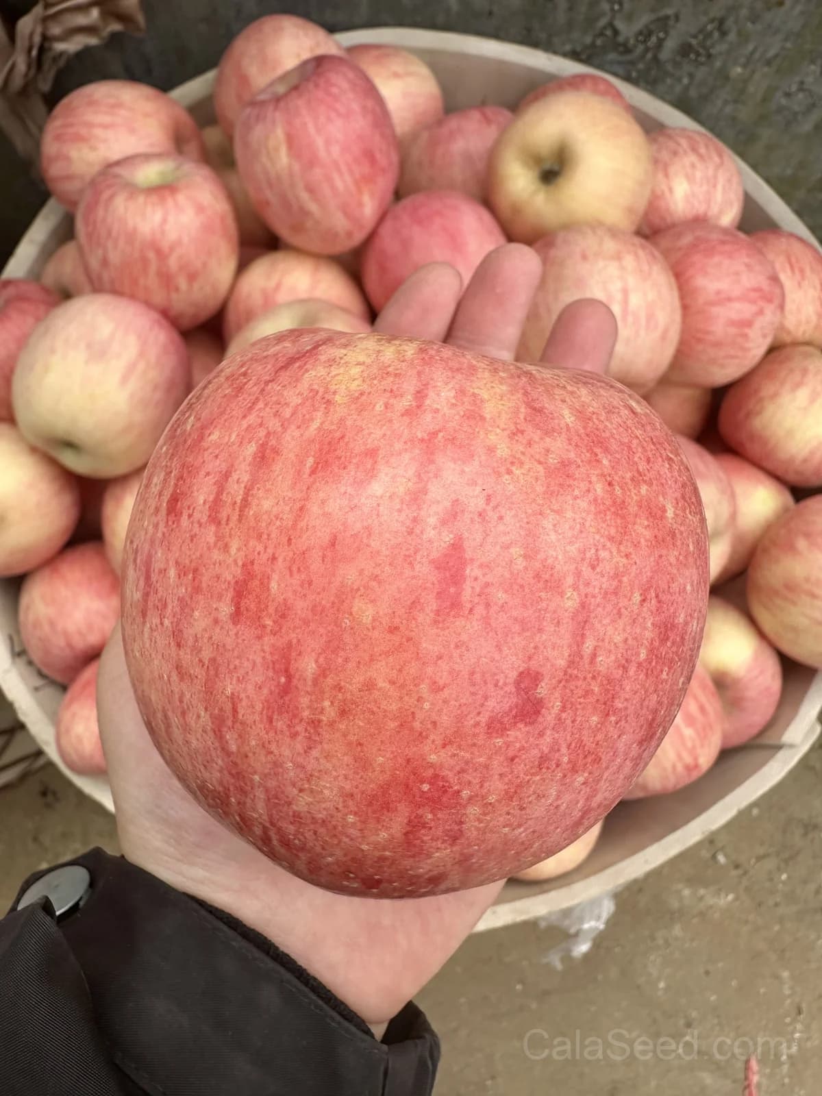 Apple 'Penn Inn Pippin' Seeds — Heirloom American Dessert Apple - Main