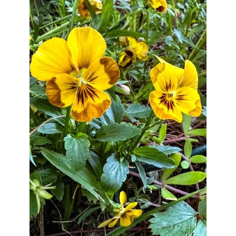 Honeybee Viola Seeds — Pollinator-Friendly Blooms - View 3
