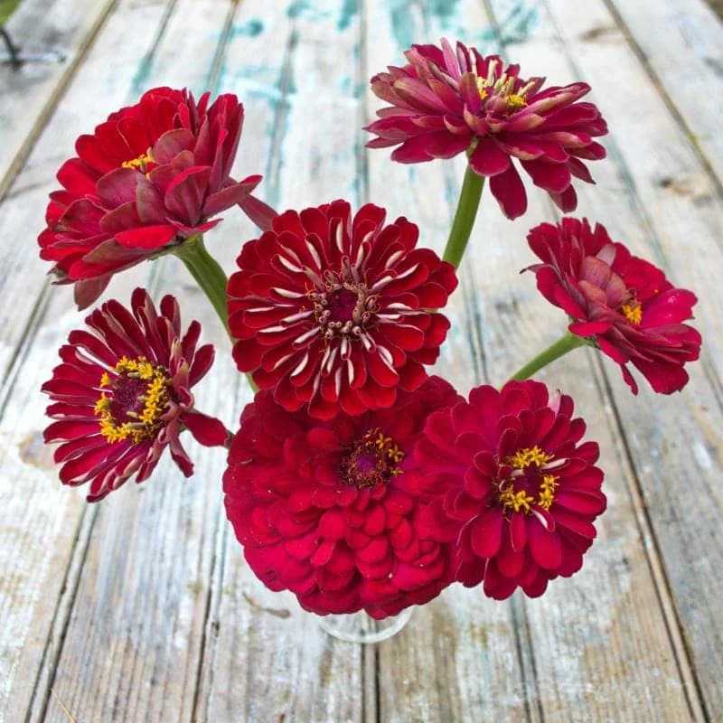 Cherry Queen Zinnia Seeds — Vibrant Heirloom Cut Flower - View 2