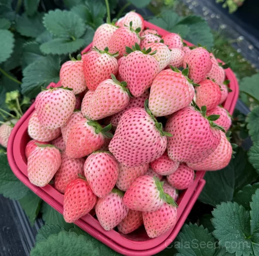 Pink Strawberry Seeds – Sweet, Juicy, High Germination & Easy to Grow - Main