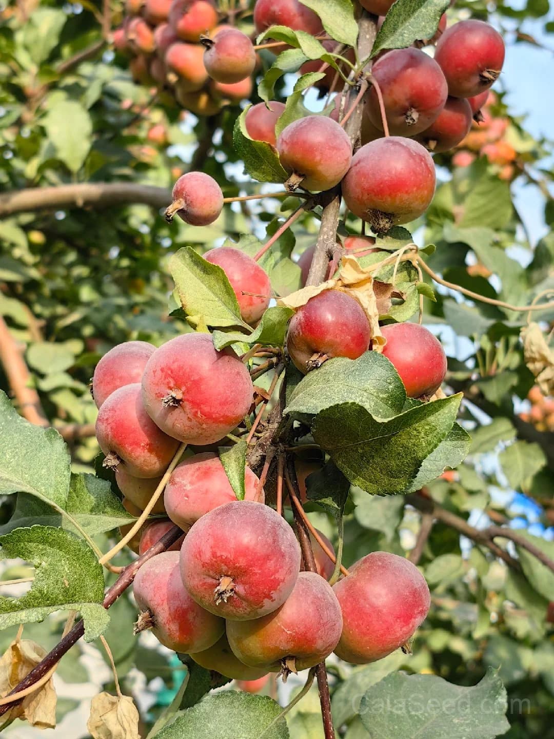 Apple 'Summer Gold' Seeds — Sweet Early Harvest Fruit - Alt
