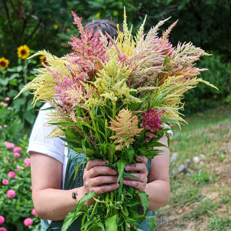 Shimmer Celosia Seeds — Iridescent Plume Blooms - View 1