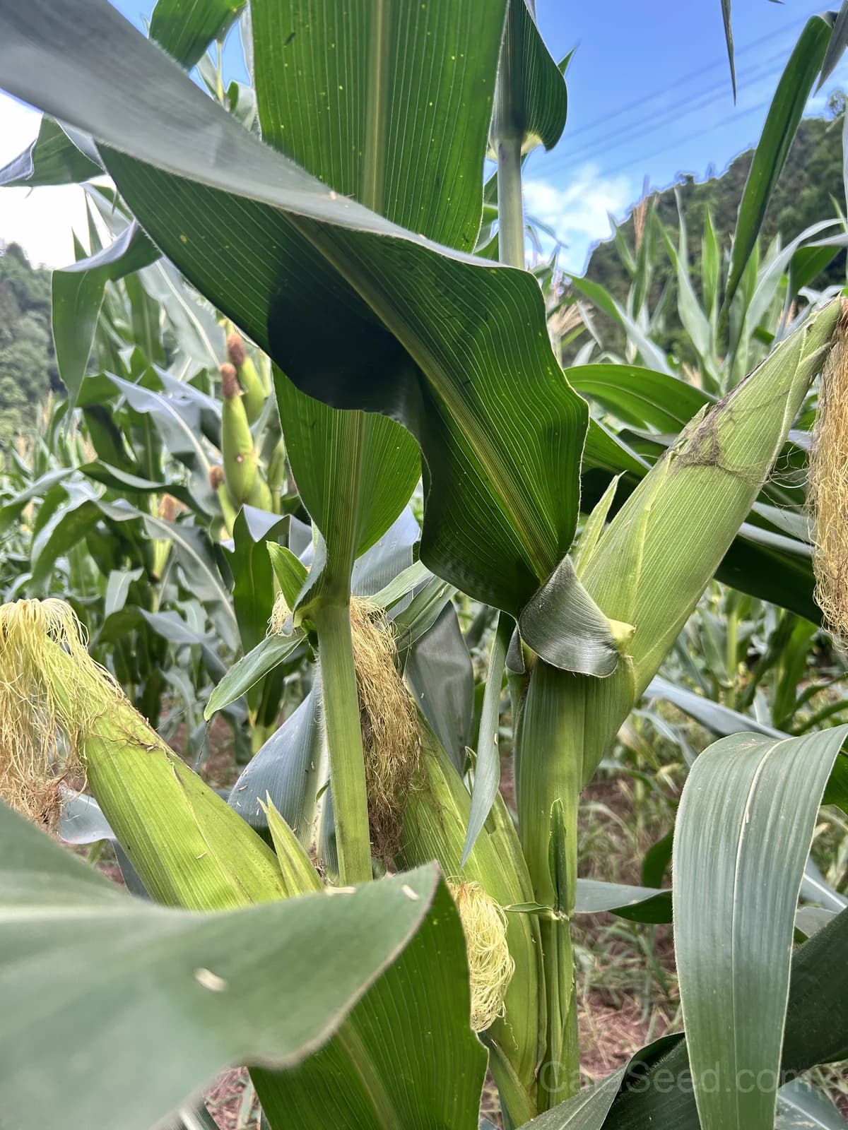 Country Gentleman Corn Seeds — Heirloom Sweet White Variety - View 5