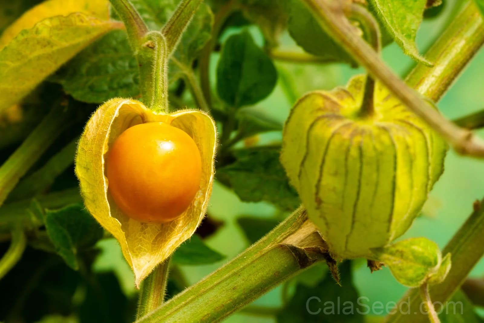 Peruvian Ground Cherry 'Physalis Peruviana' Seeds — Sweet Cape Gooseberry Fruit - View 8