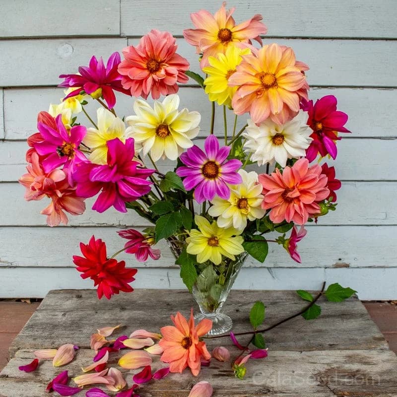 Giant Hybrid Mix Dahlia Seeds — Vibrant Cut Flower Blend - Main