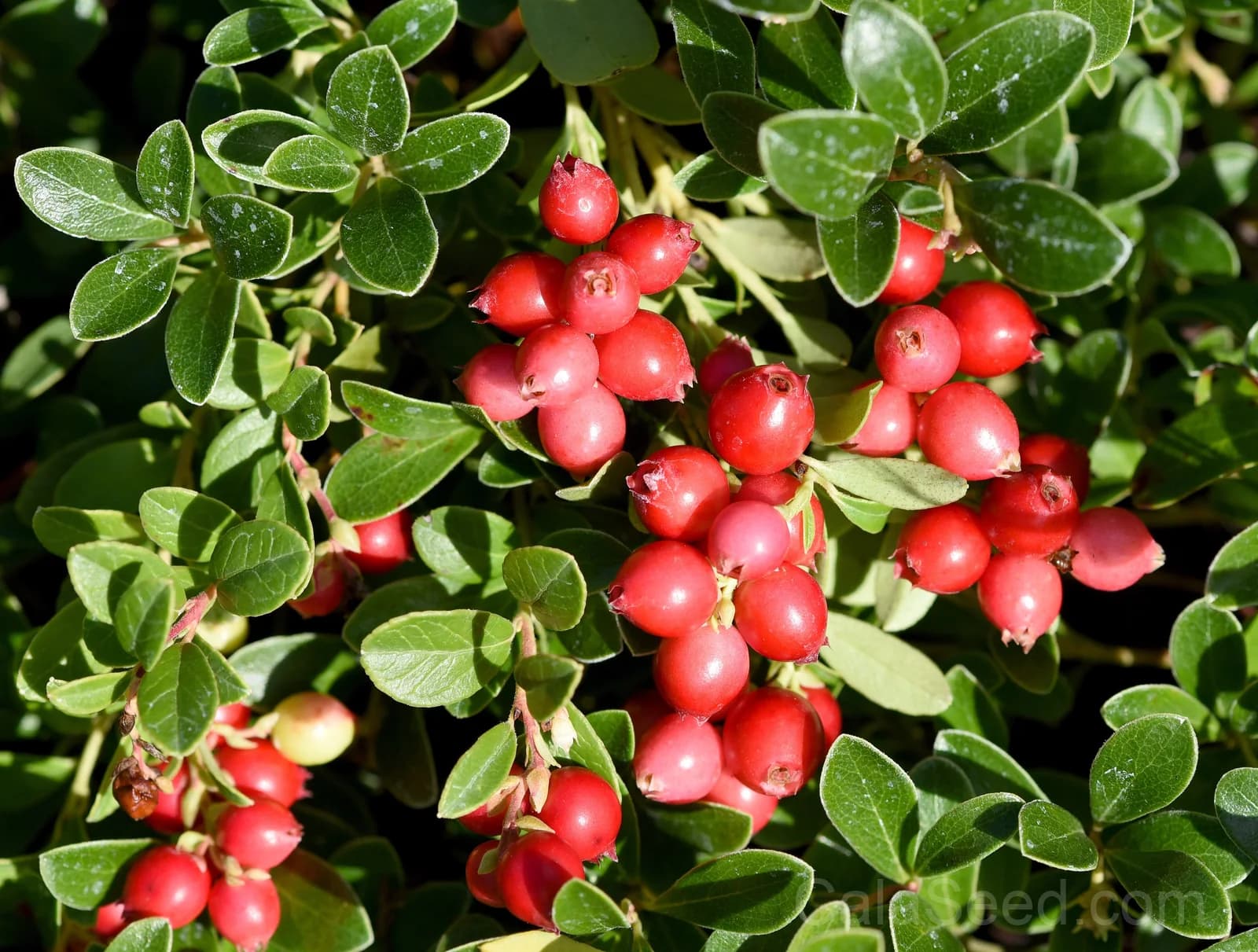 American Cranberry 'Vaccinium Macrocarpon' Seeds — Perennial Red Fruit Bush - Main