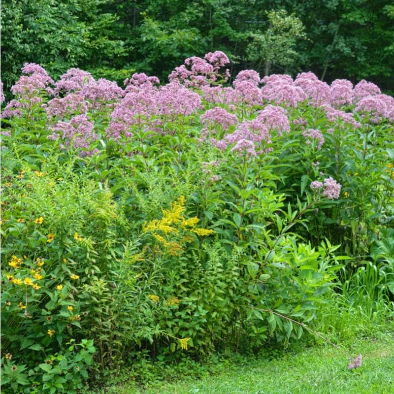 Joe Pye Weed Seeds — Native Perennial Butterfly Magnet - Main
