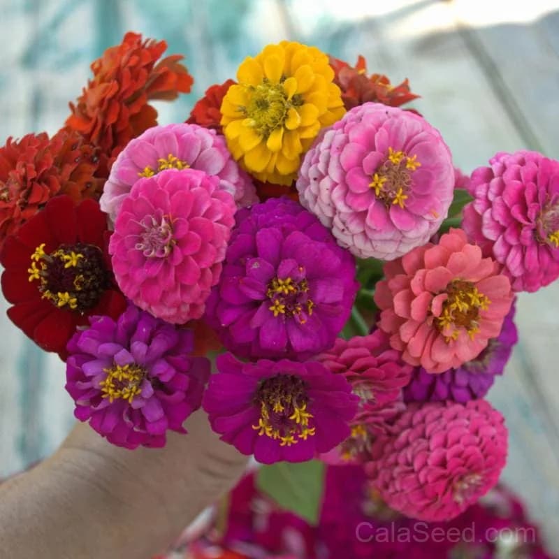 Lilliput Mix Zinnia Seeds — Dwarf Compact Blooms - Main