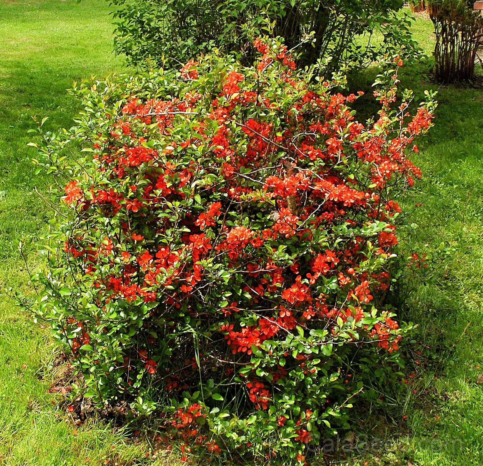 Red Flowering Dwarf Quince 'Chaenomeles Japonica' Seeds — Scarlet Ornamental Shrub - View 7