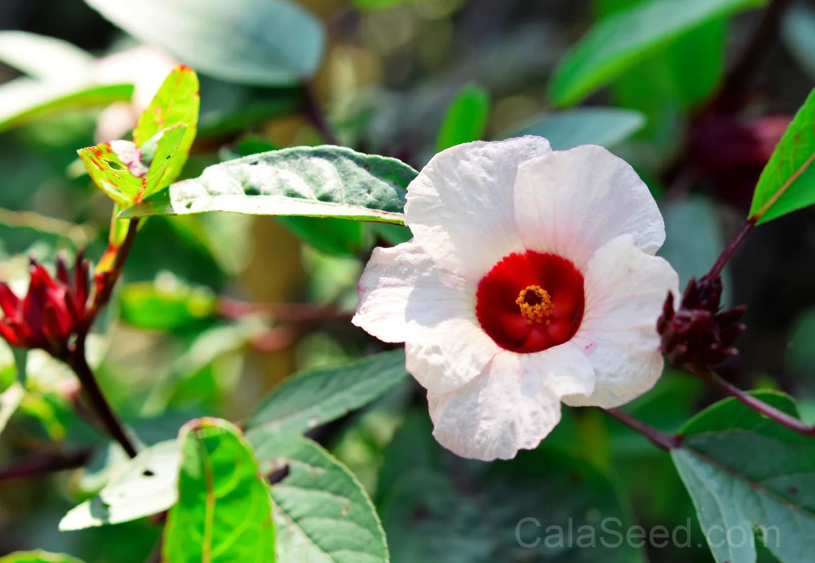 Roselle Hibiscus 'Sabdariffa' Seeds — Edible Red Calyces - View 1
