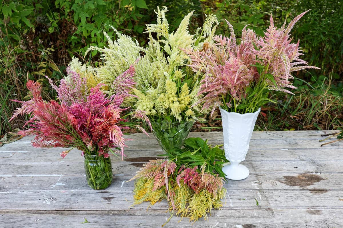 Shimmer Celosia Seeds — Iridescent Plume Blooms - View 7