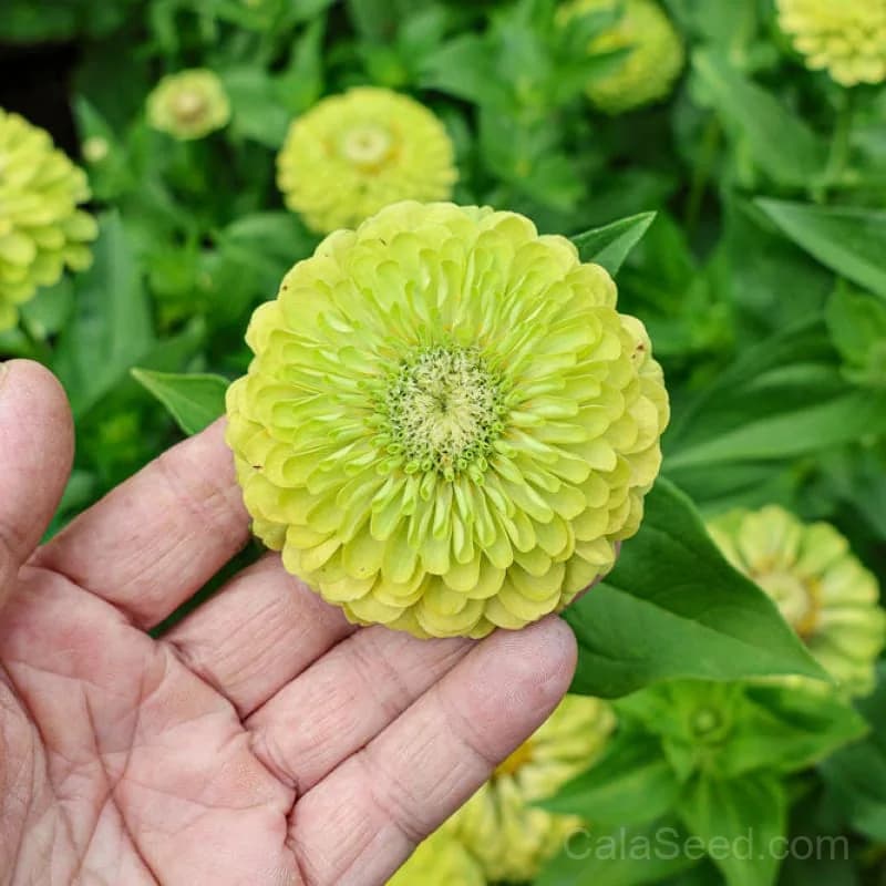 Giant Lime Zinnia Seeds — Vibrant Chartreuse Blooms - View 6
