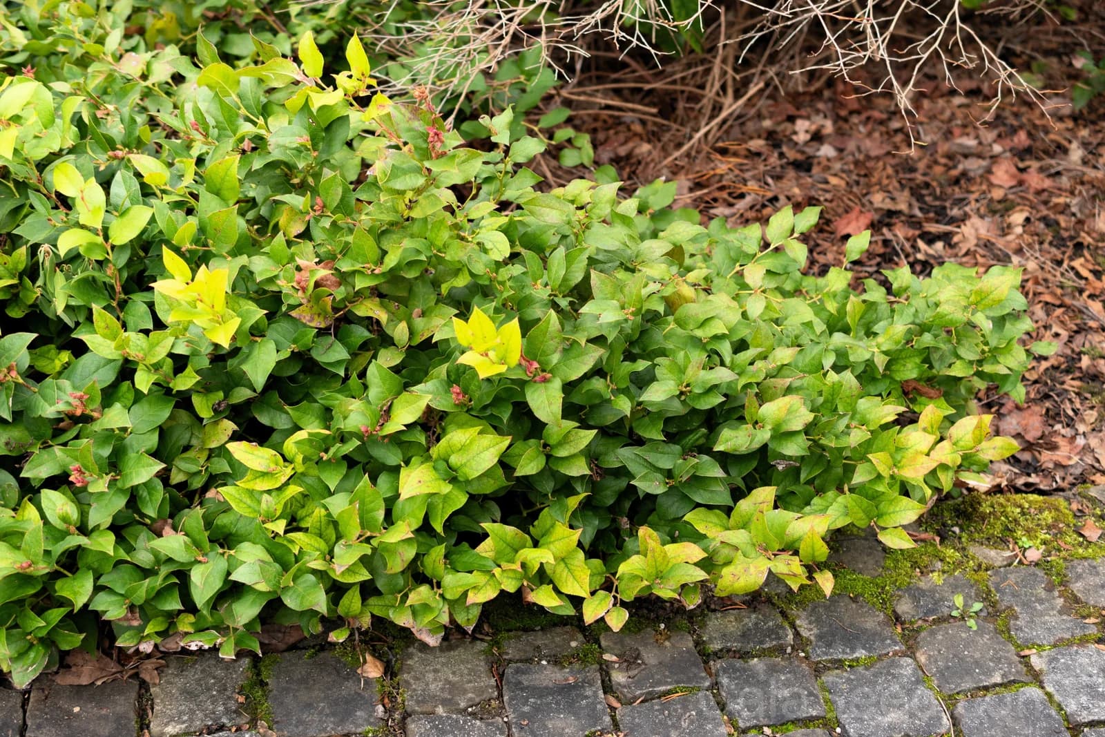 Salal Berry 'Gaultheria Shallon' Seeds — Pink White Flowers Blue Fruit - View 4