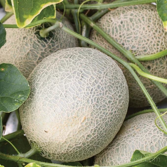 Sugar Cube Cantaloupe Seeds — Sweet Mini Melon - View 4