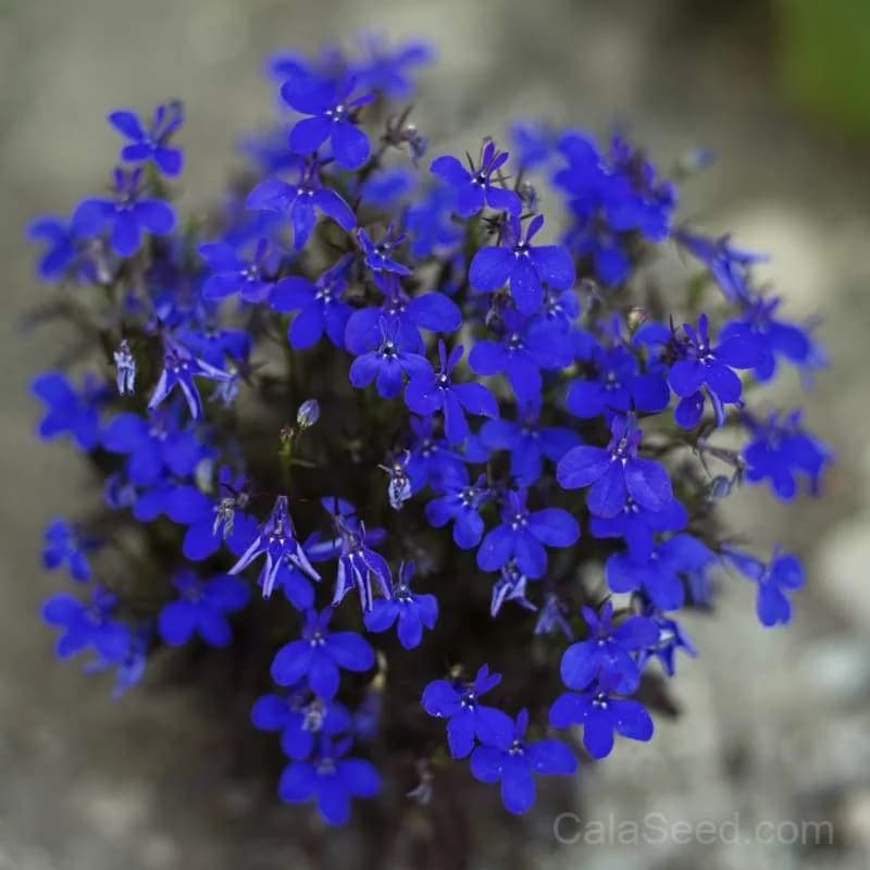 Crystal Palace Lobelia Seeds — Compact Blue Flowering Annual - Alt