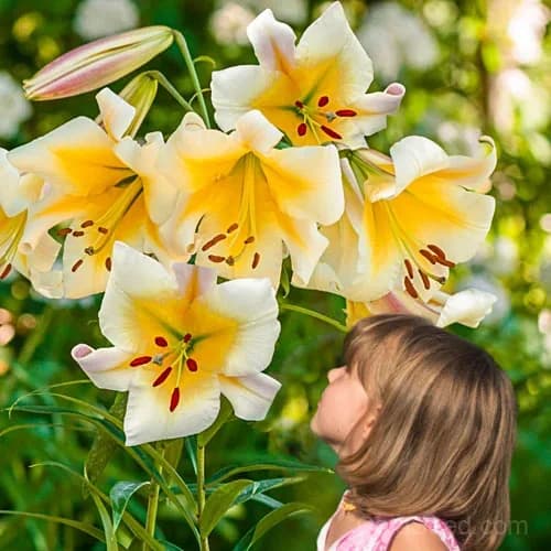 Rare Lily Bulbs — Showy Summer Blooms - View 7