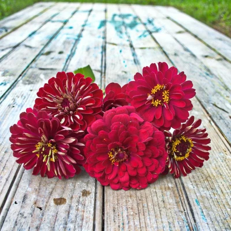 Cherry Queen Zinnia Seeds — Vibrant Heirloom Cut Flower - Alt